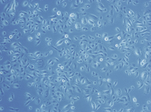 Human Nasal Epithelial Cells (HNEpC), PromoCell