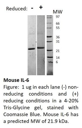 Mouse Recombinant IL6 (from <i>E. coli</i>)