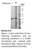 Mouse Recombinant IL6 (from E. coli)