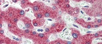 Anti-HSD11B1 Rabbit Polyclonal Antibody
