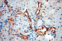 Anti-ARHGAP24 Rabbit Polyclonal Antibody