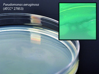 Pseudomonas Isolation Agar, 15×100 mm plate, Hardy Diagnostics