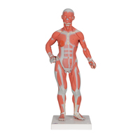 3B Scientific® ¹/₃ Size Muscular Figure Model