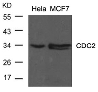 Anti-CDK1 Rabbit Polyclonal Antibody
