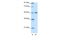 Anti-ZNF259 Rabbit Polyclonal Antibody