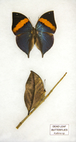Dead Leaf Butterfly Riker Mount