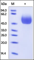 Human Recombinant Il 1 R2 (from HEK293 cells)