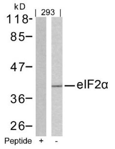 EIF2alpha (Ab 51) Antibody