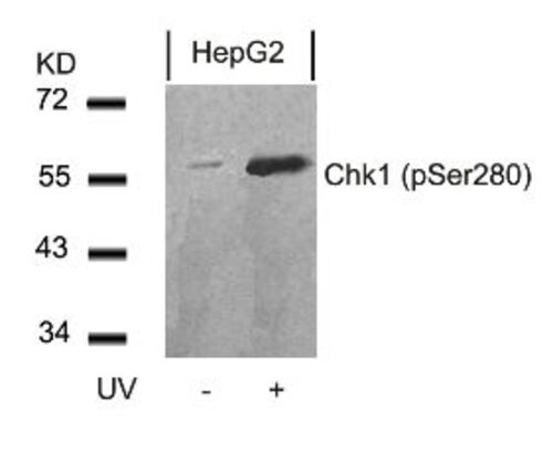 Chk1 (phospho Ser280) Antibody