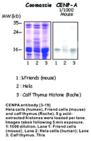 Anti-CENPA Mouse Monoclonal Antibody [clone: 42448]