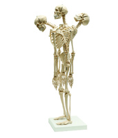Rudiger® Small Scale Human Skeleton Models