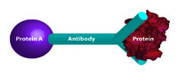 Immunotechnology Activity Kit