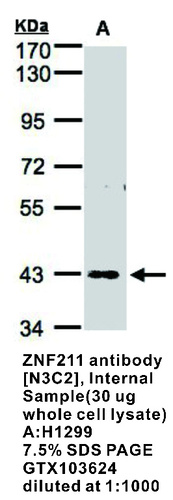 Rabbit Polyclonal antibody to ZNF211 (zinc finger protein 211)