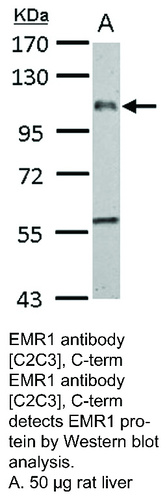 Rabbit Polyclonal antibody to EMR1