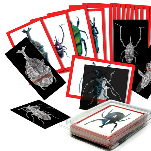 INSECT X-RAY PICTURE CARDS 36