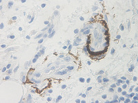 Anti-NGF Mouse Monoclonal Antibody [clone: M85-2B]