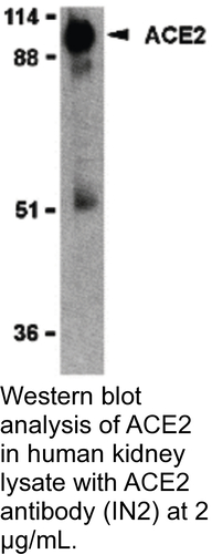Antibody ACE2 0.1MG