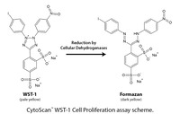 CytoScan™ WST-1 Cell Proliferation Assay, G-Biosciences