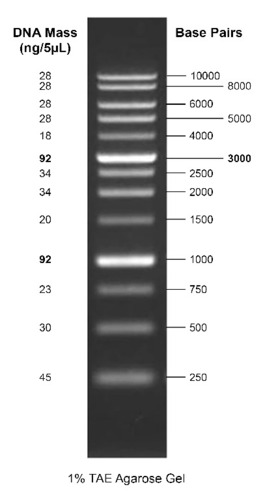 DNA LADDER GELITE 1 KB 500UL