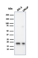 Anti-Superoxide Dismutase 1 Mouse Monoclonal Antibody [clone: SOD1/3926]