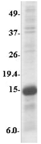 MyD88 Fragment Recombinant Protein Species REACTIVITY: Human