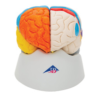 3B Scientific® Neuro-Anatomical 8 Part Brain