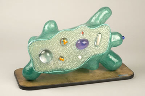 MODEL AMOEBA