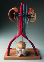 Denoyer-Geppert® Urinary System Models