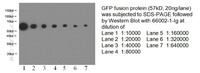 Anti-GFP tag Mouse Monoclonal Antibody [clone: 1E10H7]