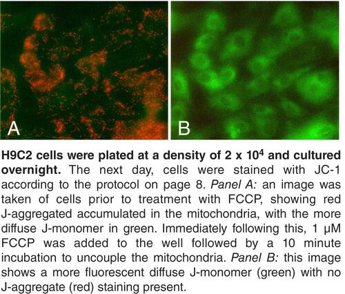 JC-1 Mitochondrial Membrane Potential Assay Kit