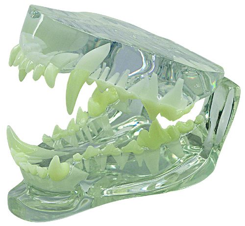 Model canine jaw model clear material showing teeth, size: 4-1/4x3x2IN, Card: 6-1/2x5-1/4inch
