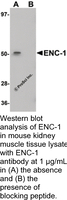 Anti-ENC-1 Chicken Polyclonal Antibody