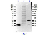 Anti-GDF15 Rabbit Polyclonal Antibody (Biotin)