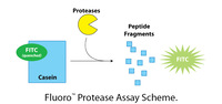 Fluoro™ Protease Assay, Fluorescent Protease Assay, G-Biosciences
