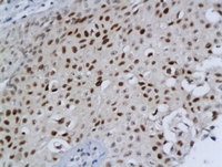 Anti-BRINP1 Rabbit Polyclonal Antibody