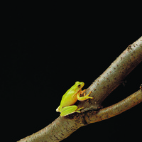 Ward's® Live Green Tree Frog (Hyla sp.)
