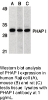 Anti-PHAP1 Rabbit Polyclonal Antibody