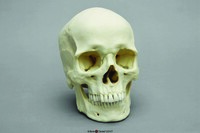 BoneClones® Regional Human Skulls