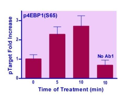 KIT ELISA HUMAN/MOUSE 4EBP1(S65)