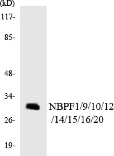 ANTIBODY ANTI-NBPF1 9 10 12 14 15 16
