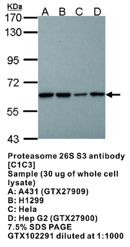 Rabbit Polyclonal antibody to Proteasome 26S S3