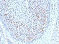 Anti-HPV16 E1 + E4 Mouse Monoclonal Antibody [Clone: HPV16 E1/E4]
