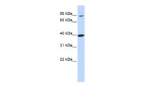 Anti-OR11H12 Rabbit Polyclonal Antibody