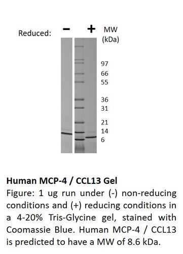 Human Recombinant MCP-4 / CCL13 (from E. coli)
