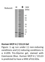 Human Recombinant MCP-4 / CCL13 (from E. coli)