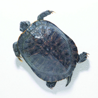 Ward's® Pure Preserved Turtles