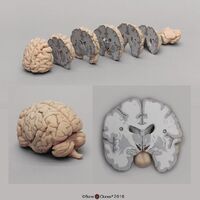Advanced Brain Study Bundle