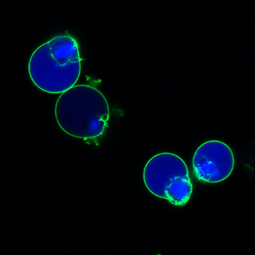 NucView® Caspase-3 Enzyme Substrates, Biotium