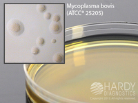 Mycoplasma Agar, Hardy Diagnostics