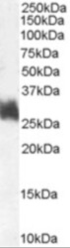 FRA1 Antibody